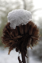 Capitule coiffé au Jardin de la Salamandre en Dordogne