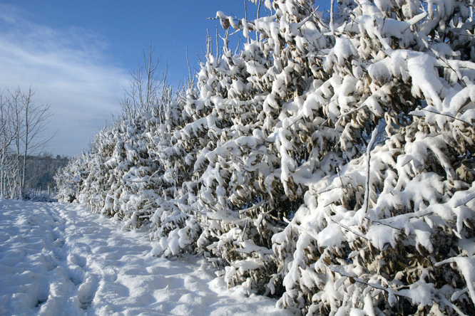 Le charme de la neige sur la charmille au Jardin de la Salamandre en Dordogne