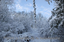 neige sur les rosiers