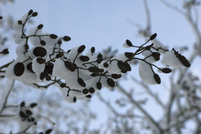 Cônes d'aulne enneigés Neige sur les asters au Jardin de la Salamandre en Dordogne