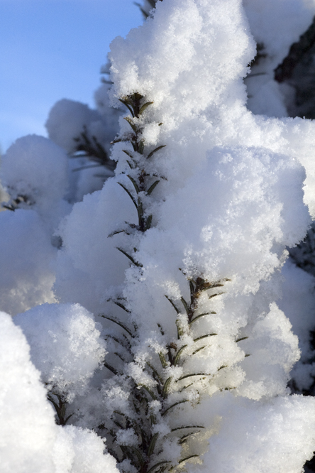 Neige sur if au Jardin de la Salamandre en Dordogne