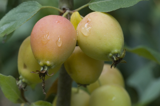 Malus John Downie 2 au Jardin de la Salamandre