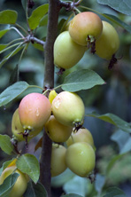 Pomme 'John Downie'' au Jardin de la Salamandre