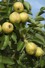 Poire 'Blanquette' au Jardin de la Salamandre
