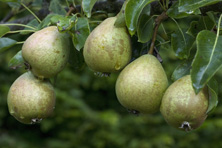 Poire d'Anis au Jardin de la Salamandre
