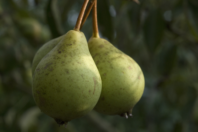 Poire Pérou d'Argent au Jardin de la Salamandre