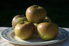 Pomme 'Bénédictin' au Jardin de la Salamandre