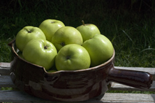 Pomme 'Calville du Roi' au Jardin de la Salamandre