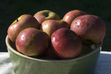 Pomme 'Caramille' au Jardin de la Salamandre