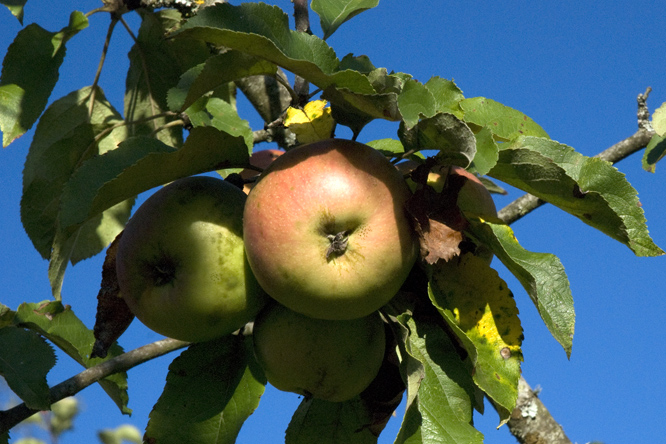 Pomme Châtaignier au Jardin de la Salamandre
