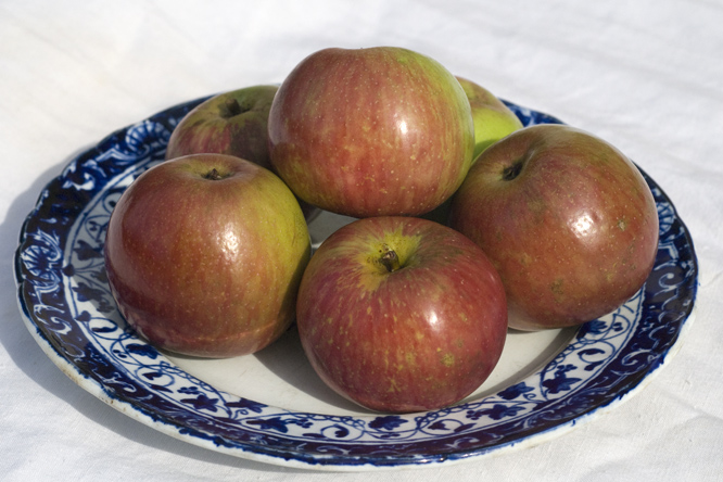 Pomme Châtaignier 2 au Jardin de la Salamandre