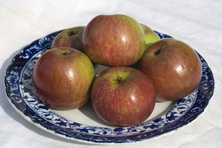 Pomme 'Chataignier' au Jardin de la Salamandre