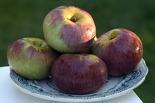 Pomme 'Cramoisie de Gascogne'' au Jardin de la Salamandre
