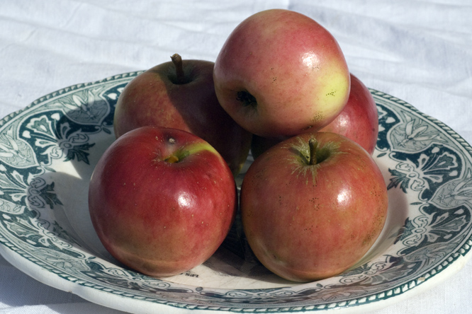 Pomme de Fer au Jardin de la Salamandre