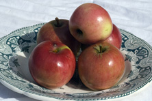 Pomme 'de Fer' au Jardin de la Salamandre