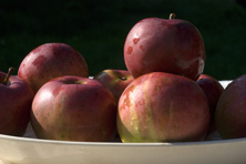 Pomme 'Dieu' au Jardin de la Salamandre