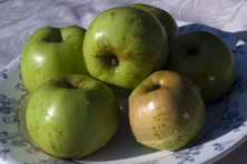 Pomme 'reinette Choureau' au Jardin de la Salamandre