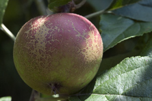 Pomme 'Reinette marbrée' au Jardin de la Salamandre