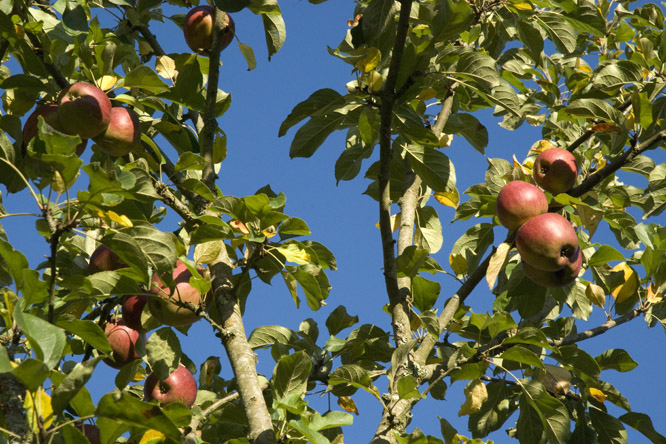 Pomme Sang de Bœuf au Jardin de la Salamandre
