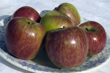 Pomme 'Sang de Boeuf' au Jardin de la Salamandre