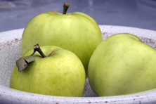 Pomme 'Transparente Blanche'' au Jardin de la Salamandre