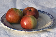 Pomme 'Vermillon d'Espagne' au Jardin de la Salamandre