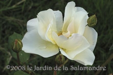 Rosa 'Bishop of Darlington' au Jardin de la Salamandre en Dordogne