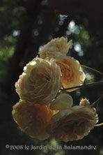 Rosa 'Buff Beauty' au Jardin de la Salamandre en Dordogne