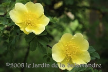 Rosa 'Canary Bird' au Jardin de la Salamandre en Dordogne