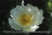 Rosa 'Daisy Hill' au Jardin de la Salamandre en Dordogne