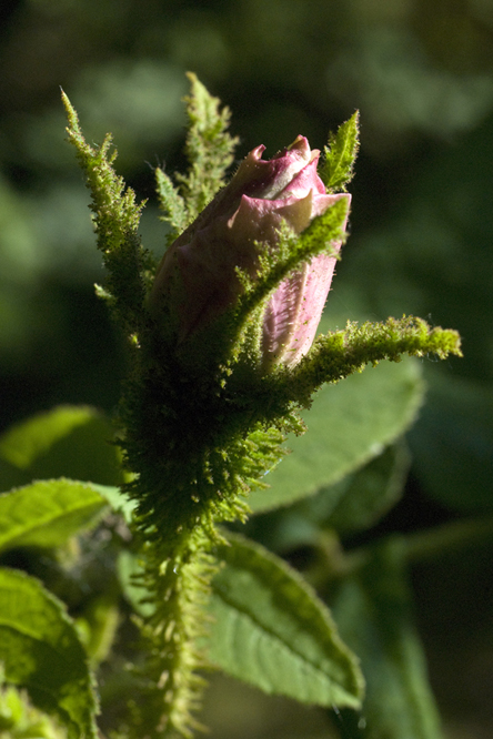 Rosa Quatre Saisons Banc Mousseux