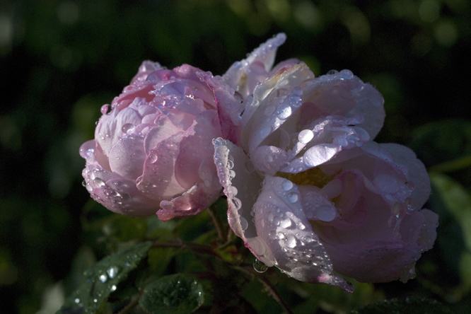 Rosa Alfred de Dalmas au Jardin de la Salamandre