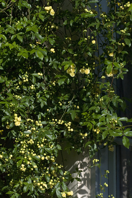 Rosa banksiae lutea 2