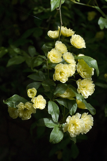 Rosa banksiae lutea au Jardin de la Salamandre