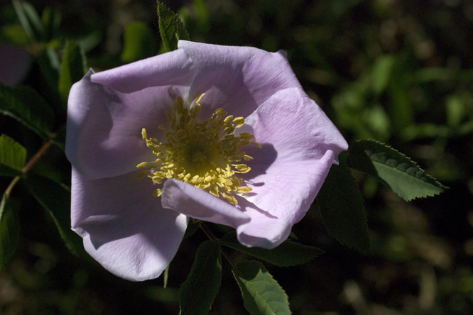 Rosa carolina au Jardin de la Salamandre