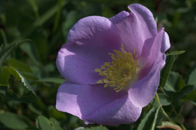 Rosa carolina 2 au Jardin de la Salamandre en Dordogne