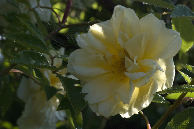 Rosa 'Claire Jacquier' 3 au Jardin de la Salamandre en Dordogne