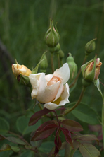 Rosa Crépuscule