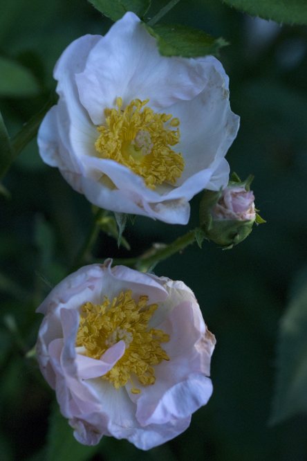 Rosa 'Daisy Hill' 2 ' au Jardin de la Salamandre en Dordogne