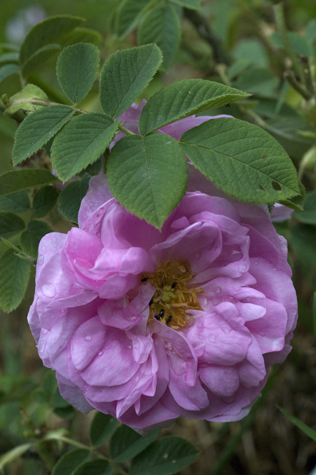 Rosa damascena semperflorens