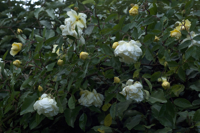 Rosa Danae au Jardin de la Salamandre