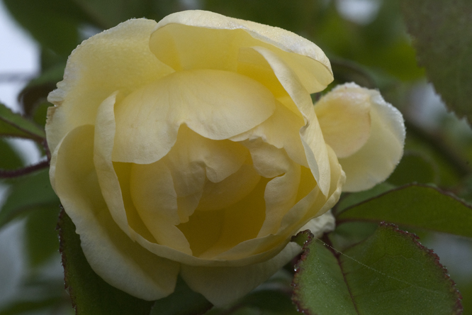 Rosa 'Danae' 3 au Jardin de la Salamandre en Dordogne