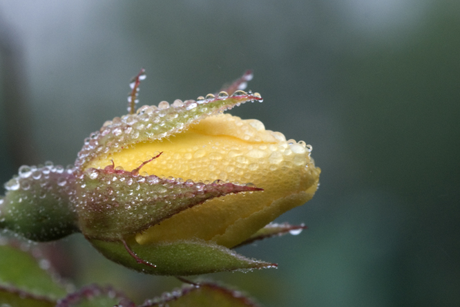 Rosa 'Danae' 2 au Jardin de la Salamandre en Dordogne