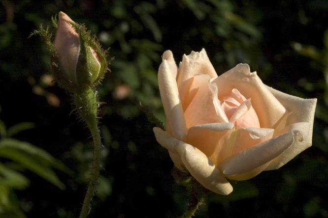 Rosa 'Gabriel Noyelle' 4 au Jardin de la Salamandre en Dordogne