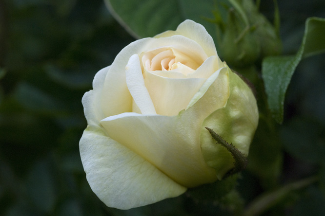 Rosa 'Gabriel Noyelle' 3 au Jardin de la Salamandre en Dordogne