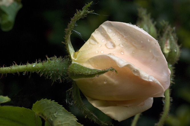 Rosa 'Gabriel Noyelle' 2 au Jardin de la Salamandre en Dordogne