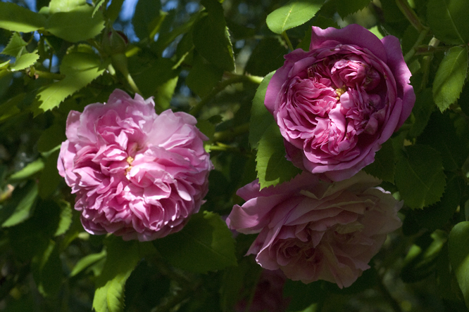 Rosa gros Choux de Hollande au Jardin de la Salamandre