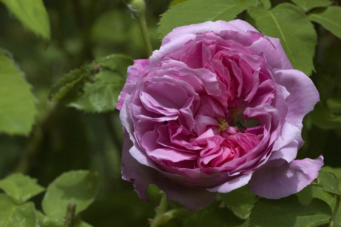 Rosa Gros Choux de Hollande 2 au Jardin de la Salamandre