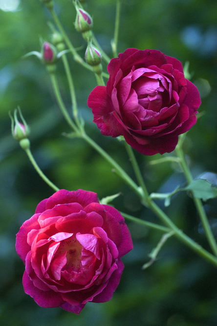 Rosa Gruss an Teplitz au Jardin de la Salamandre