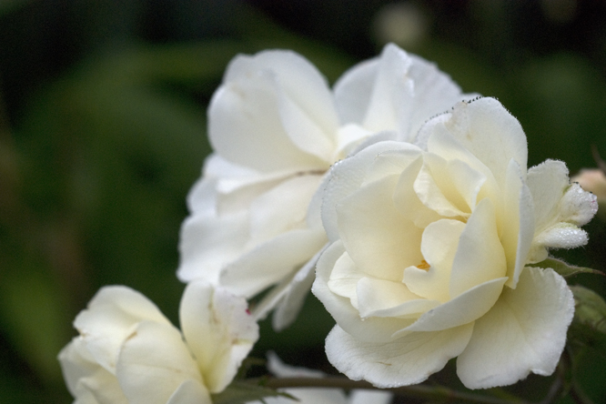 Rosa 'Moonlight' 2 au Jardin de la Salamandre en Dordogne